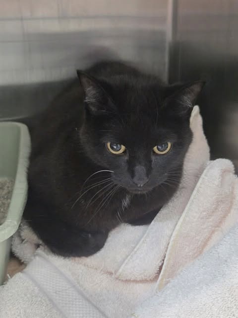 Found cat