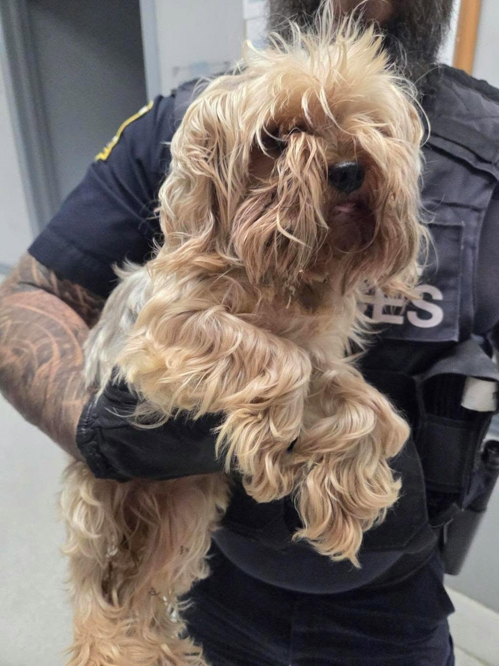 Found dog
