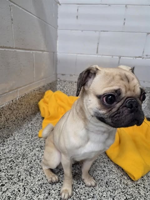 Found dog