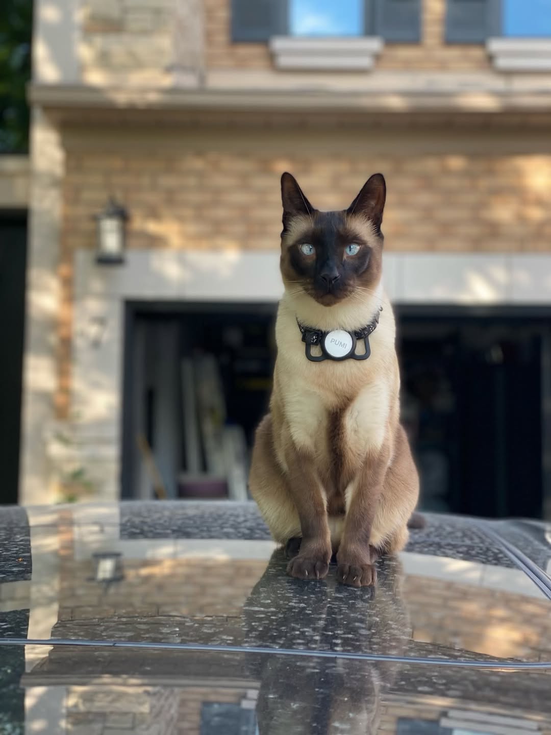 Lost Cat in Richmond Hill