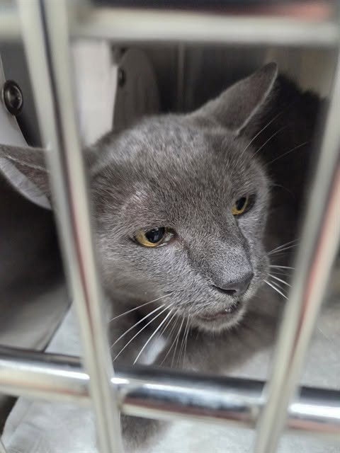 Found cat