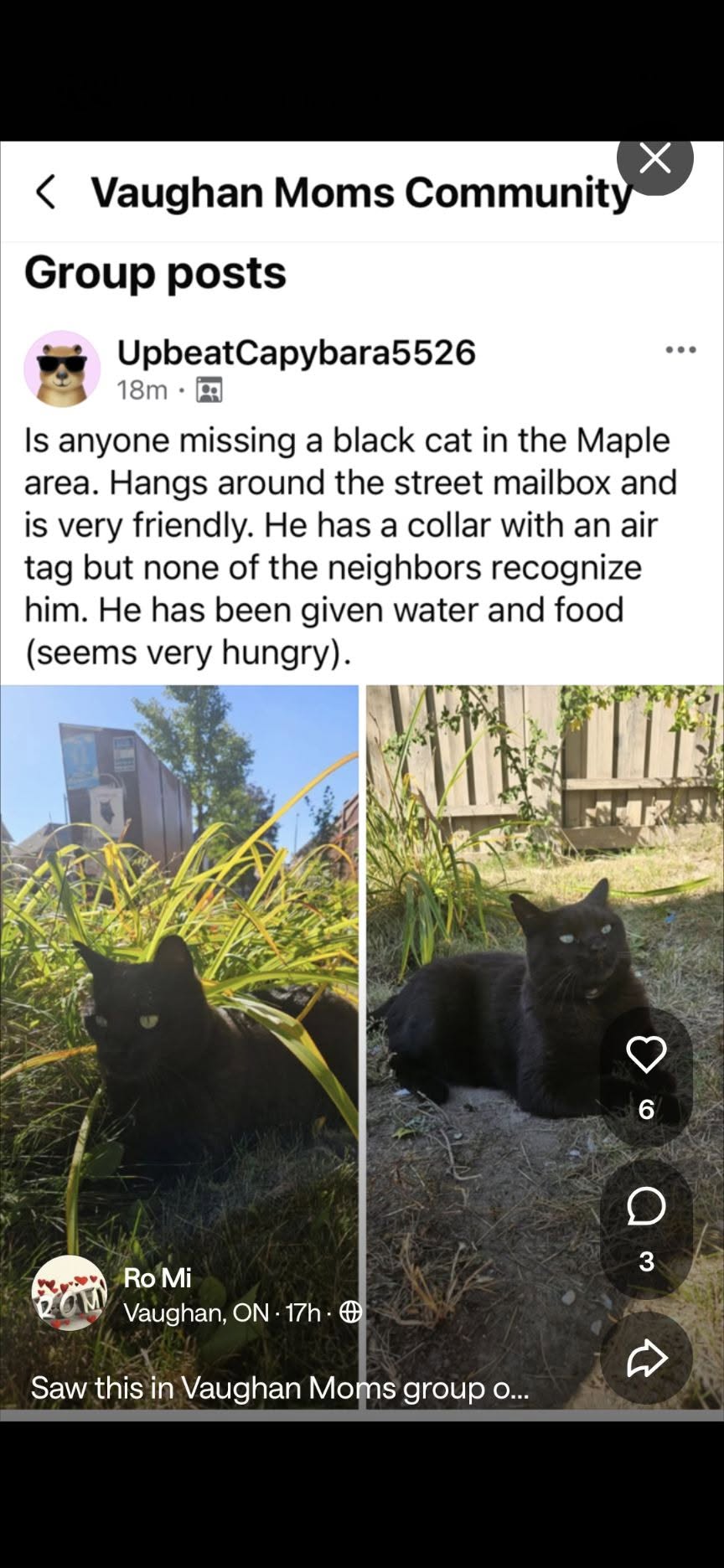 Found cat