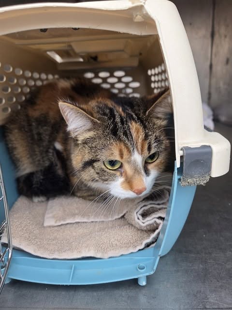 Found cat