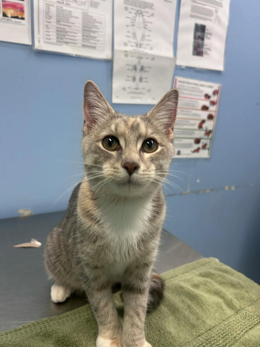 Found cat