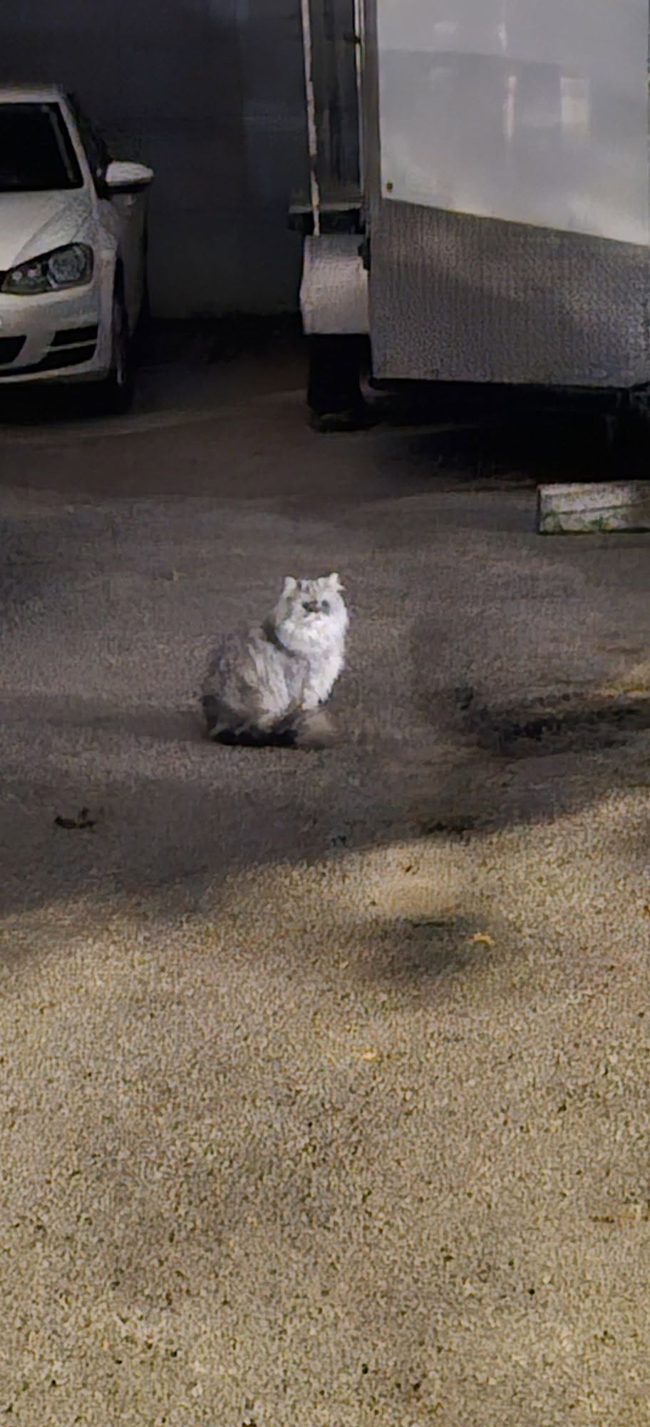 Found cat