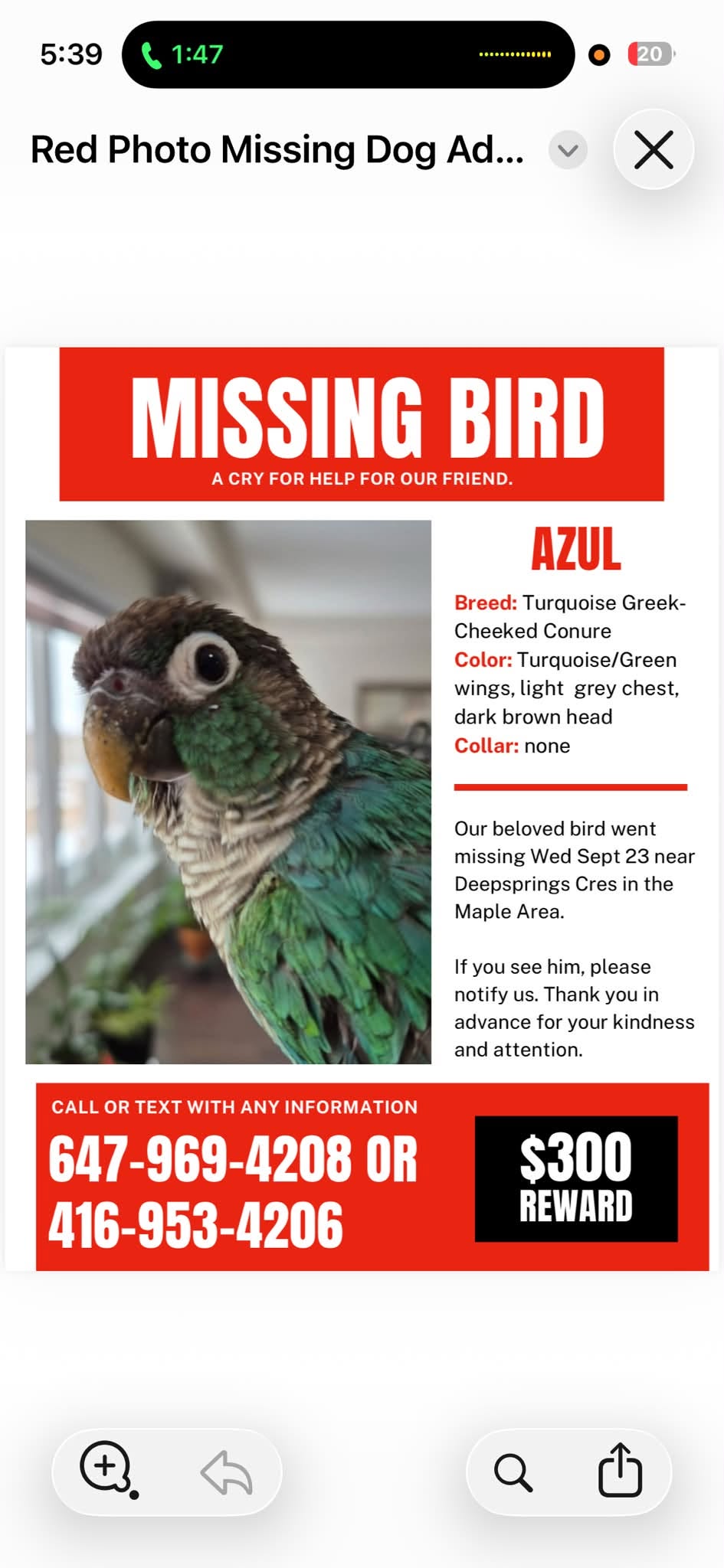 Lost bird