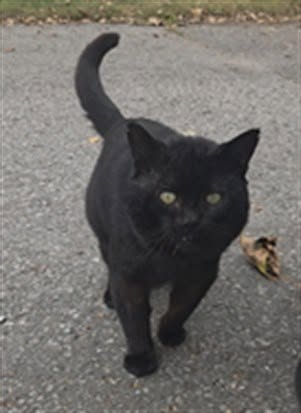 Found cat