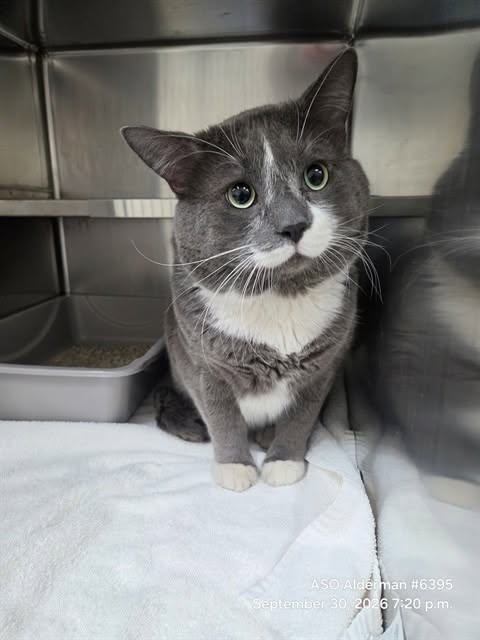 Found cat