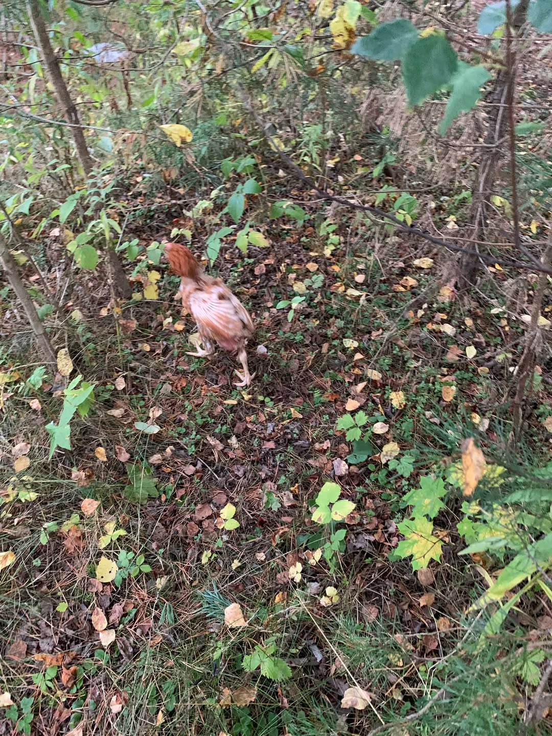 Found bird