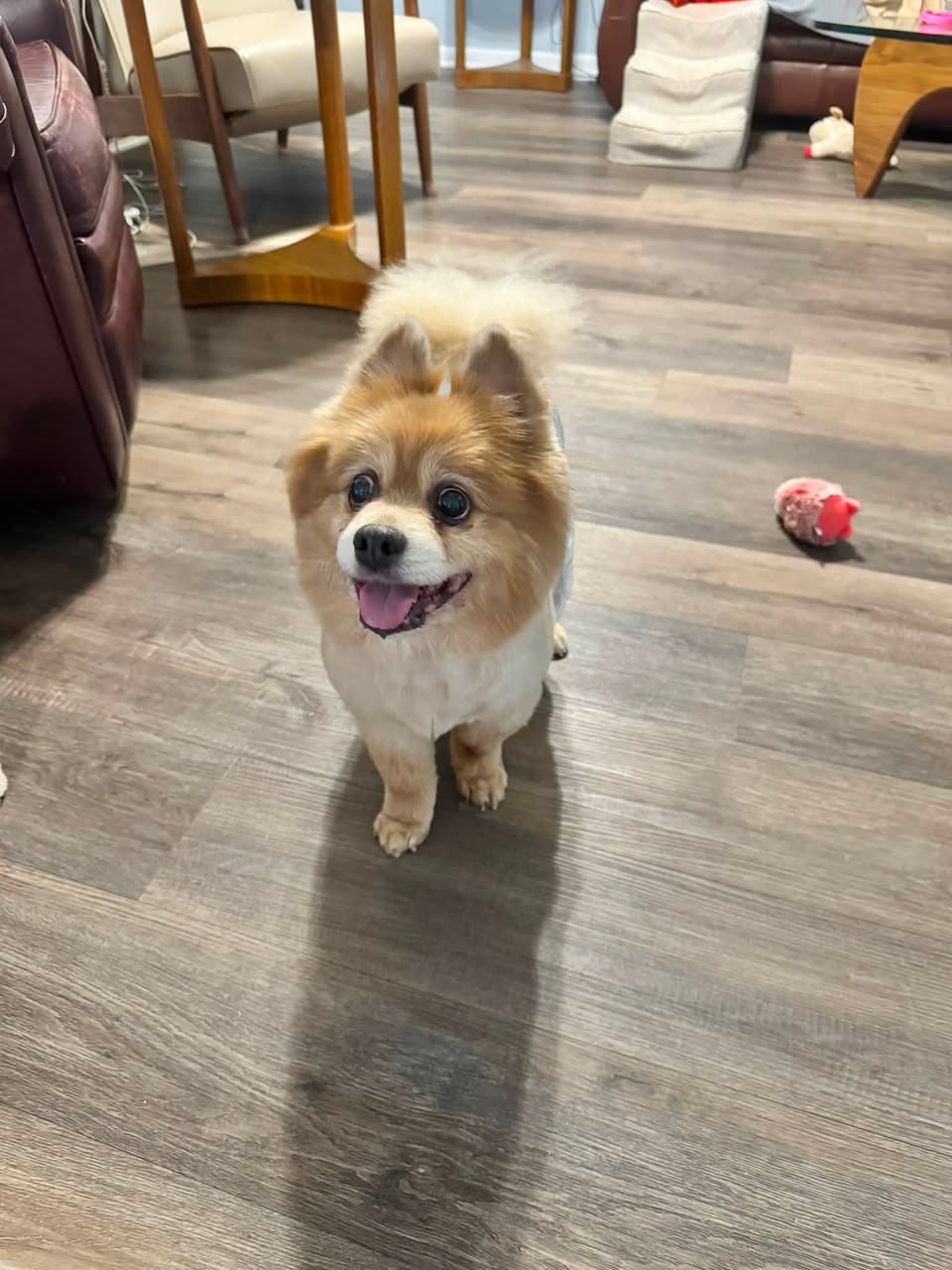Lost Dog in Wichita Falls
