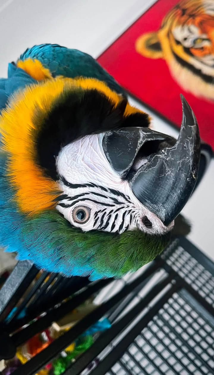 Lost Bird in Liverpool