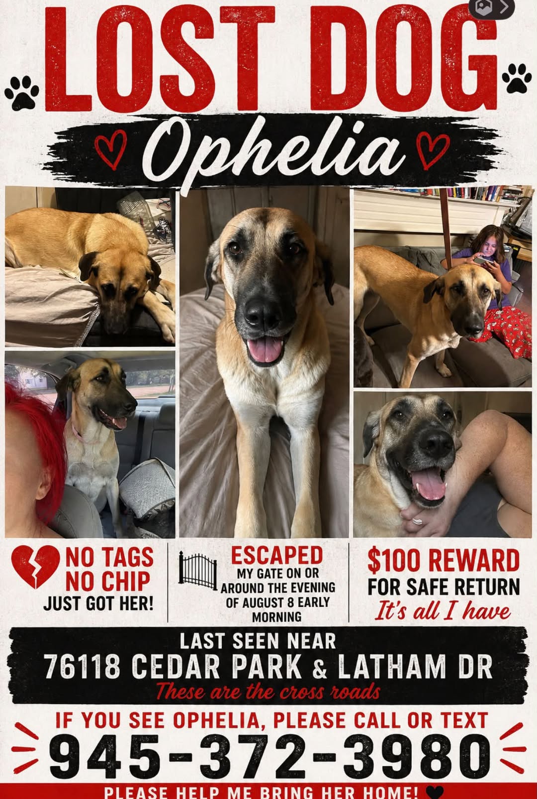 Lost dog