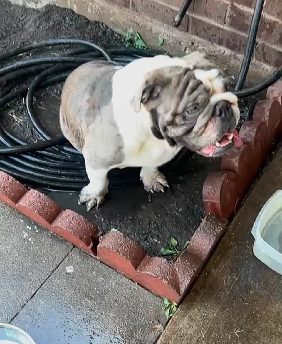 Lost dog