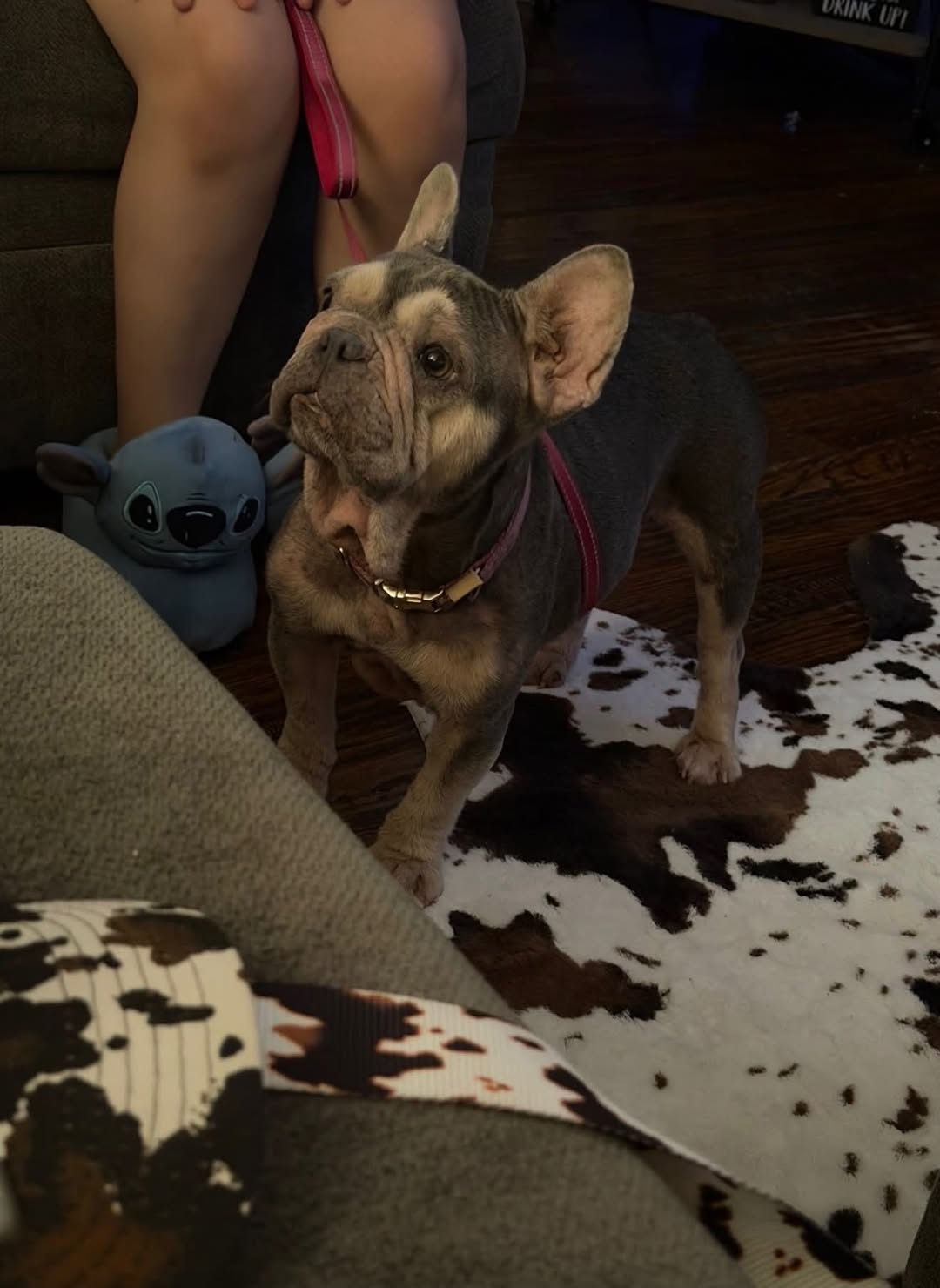 Lost dog