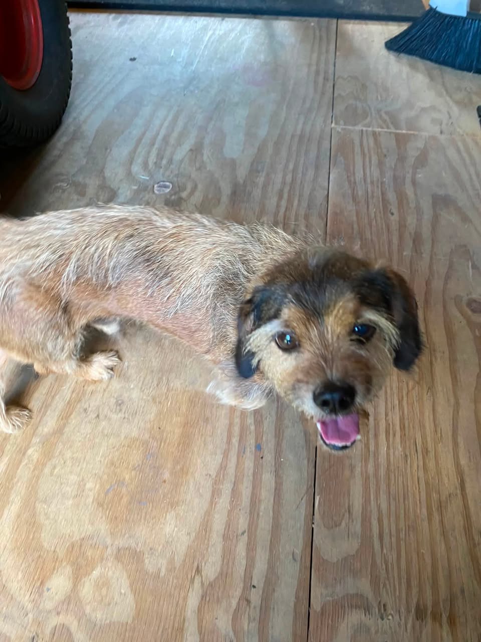 Lost Dog in Lake Jackson