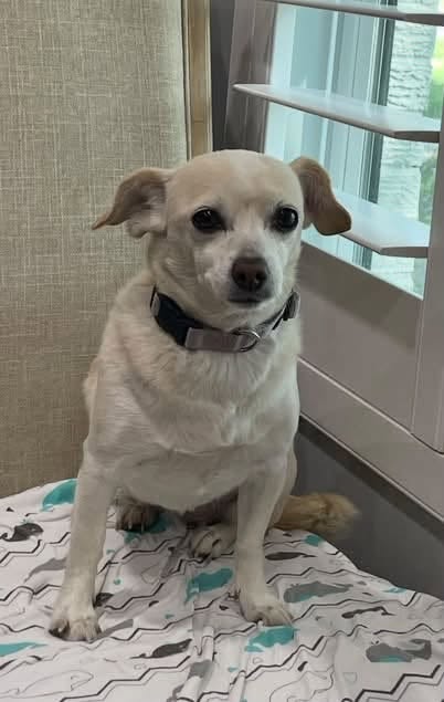 Lost dog
