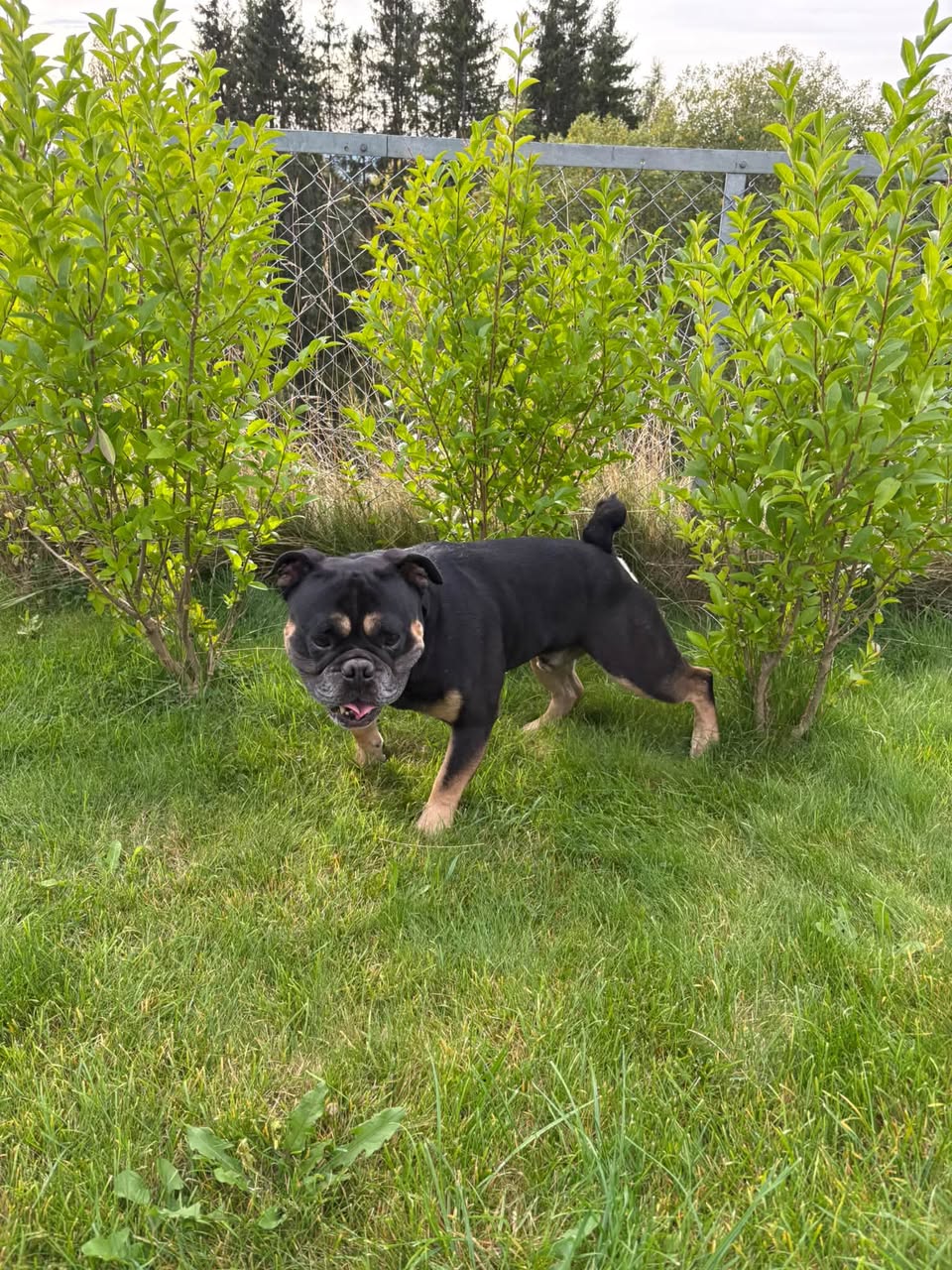 Found dog