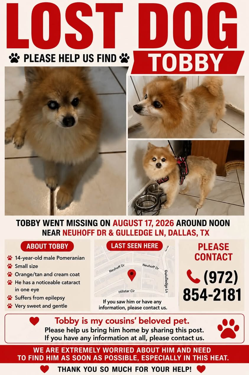 Lost dog
