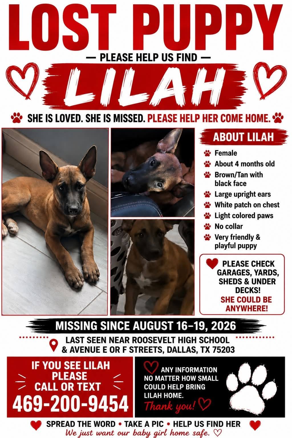 Lost dog