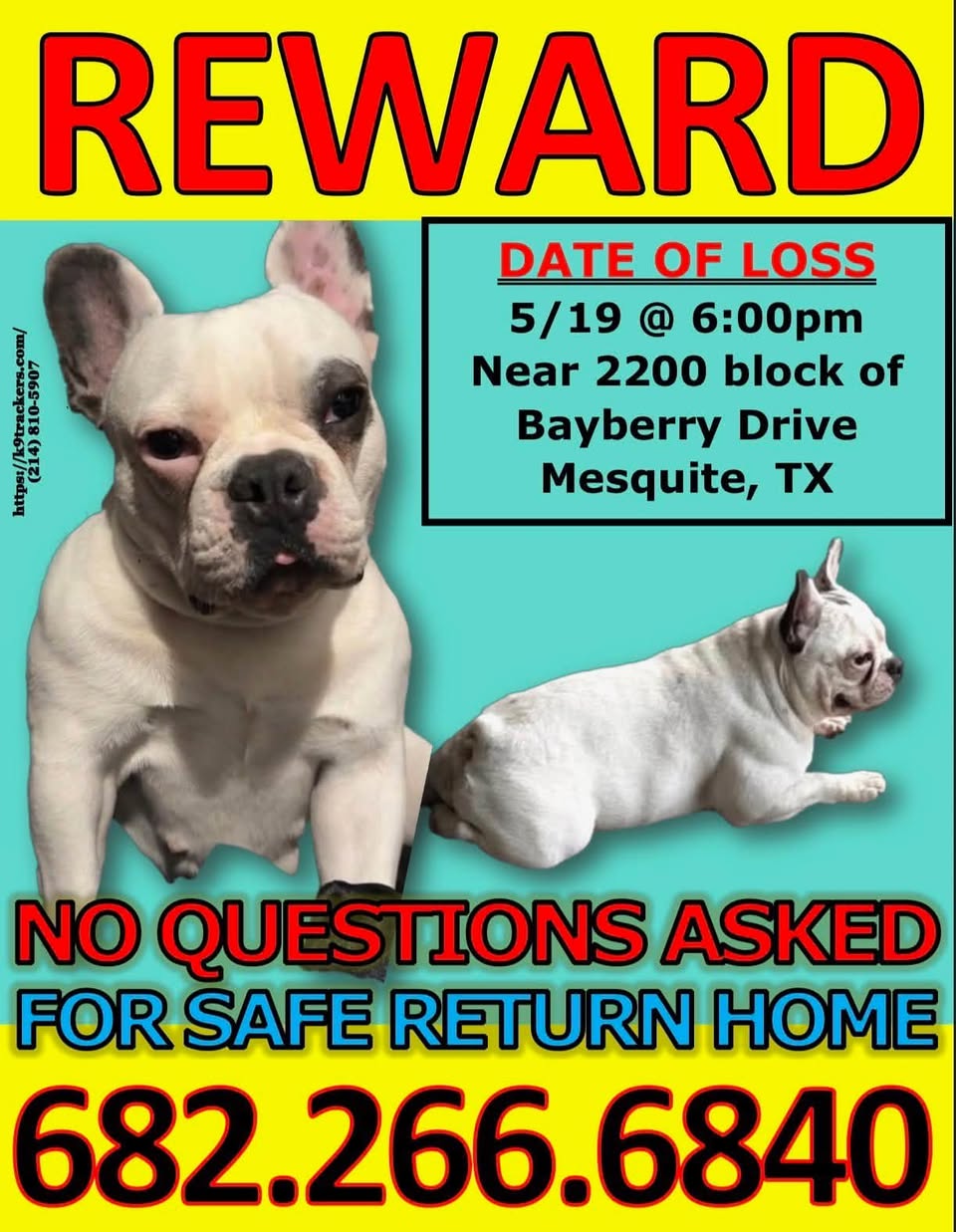 Lost Dog in Mesquite