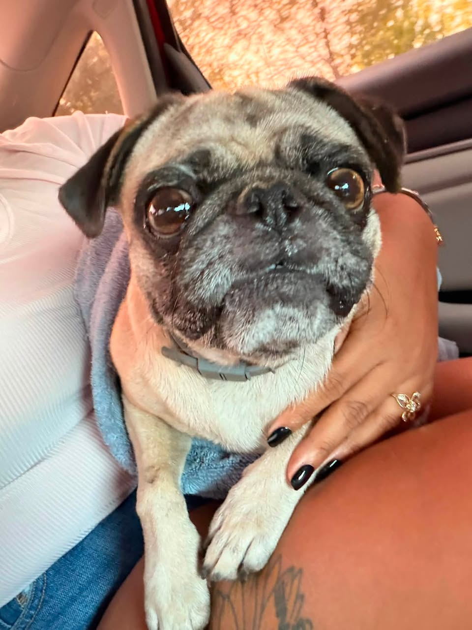 Found dog