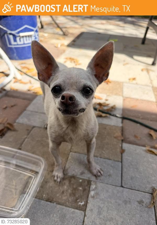 Found Dog in Mesquite