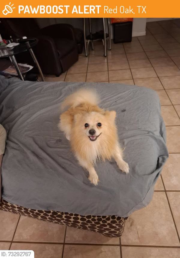Found Dog in Red Oak