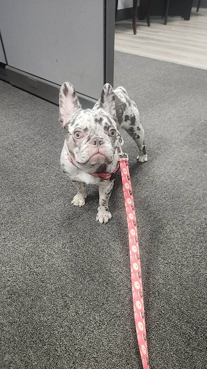 Found Dog in McKinney