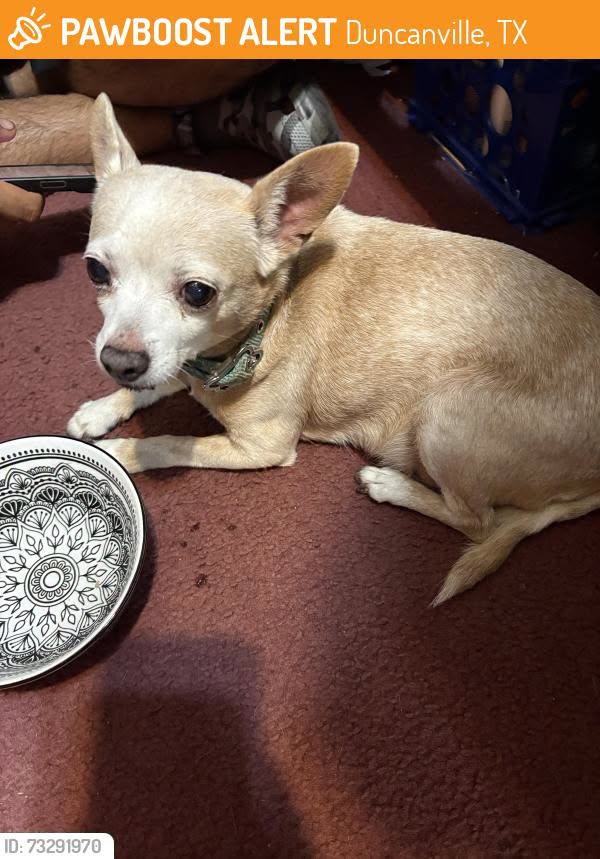 Found Dog in Duncanville