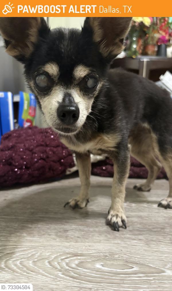 Found dog