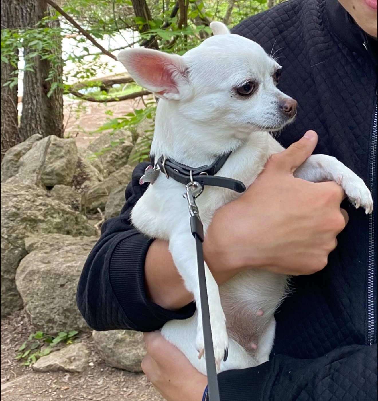 Lost Dog in Duncanville