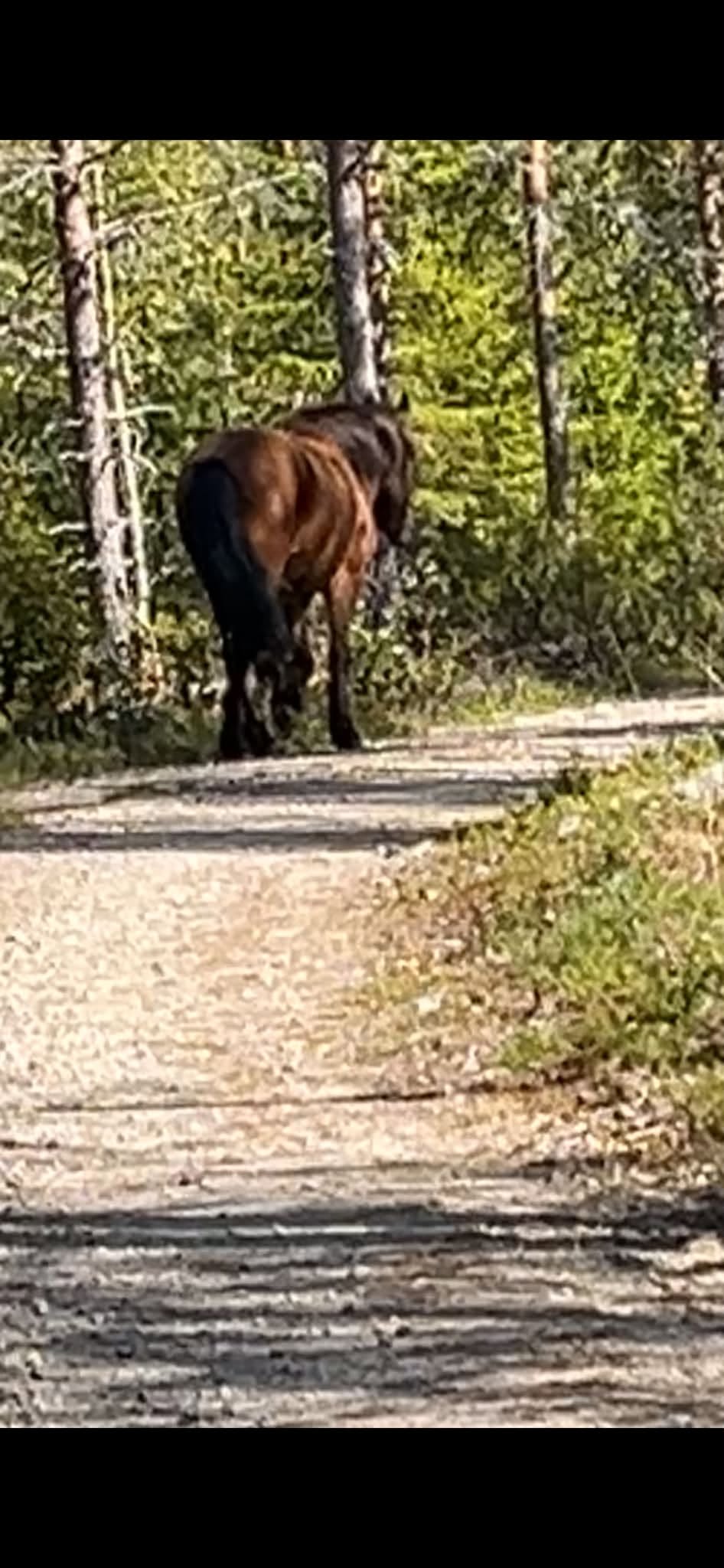 Found Horse in Elverum