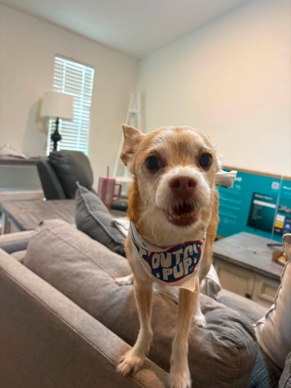 Lost Dog in Cedar Hill