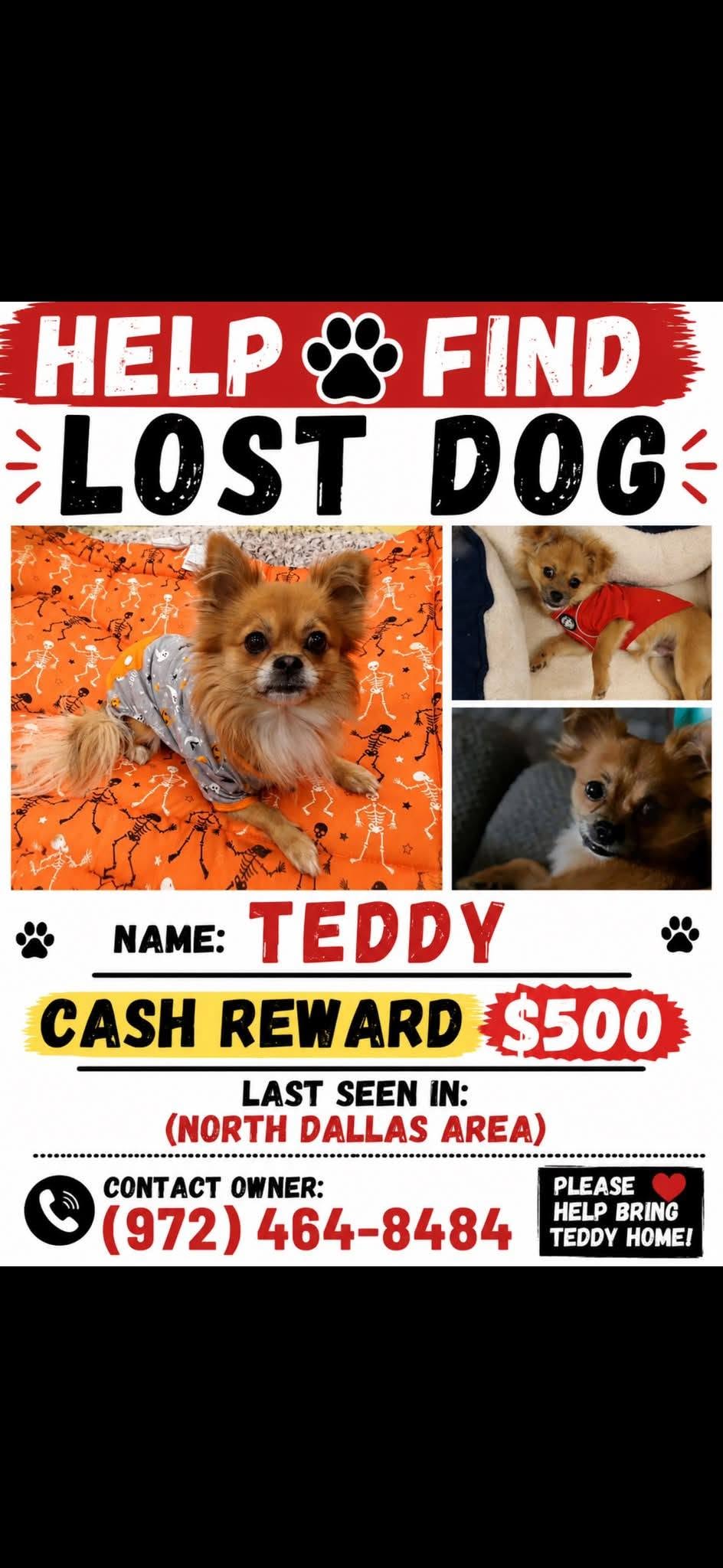 Lost Dog in North Dallas