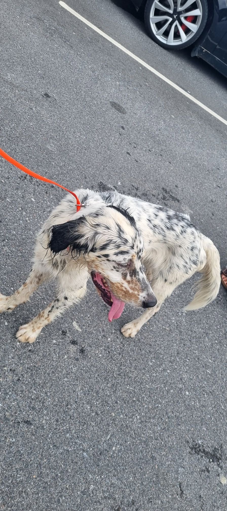 Found dog