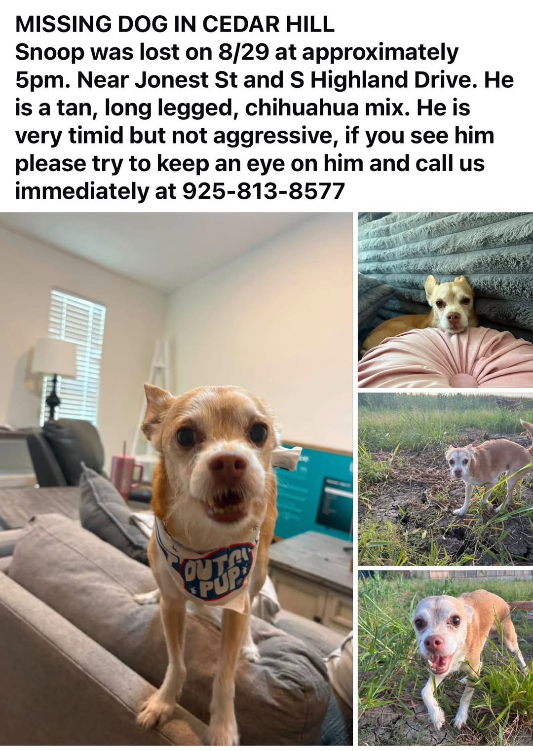 Lost Dog in Cedar Hill