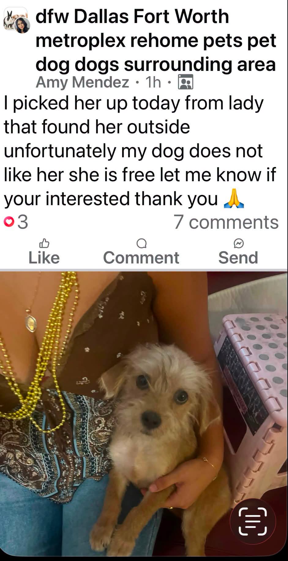 Found dog