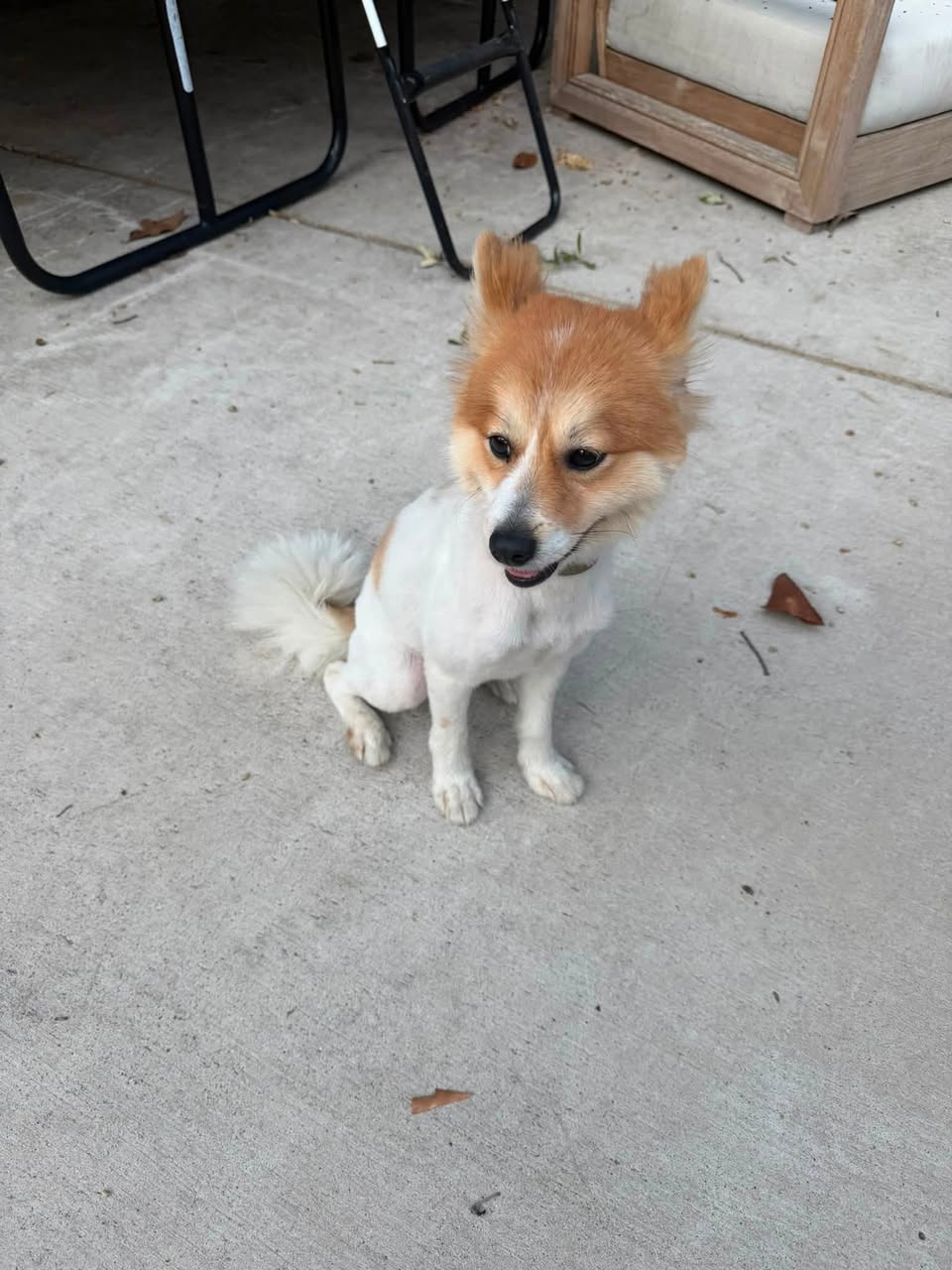 Found dog