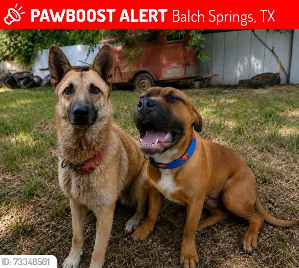 Lost Dog in Balch Springs
