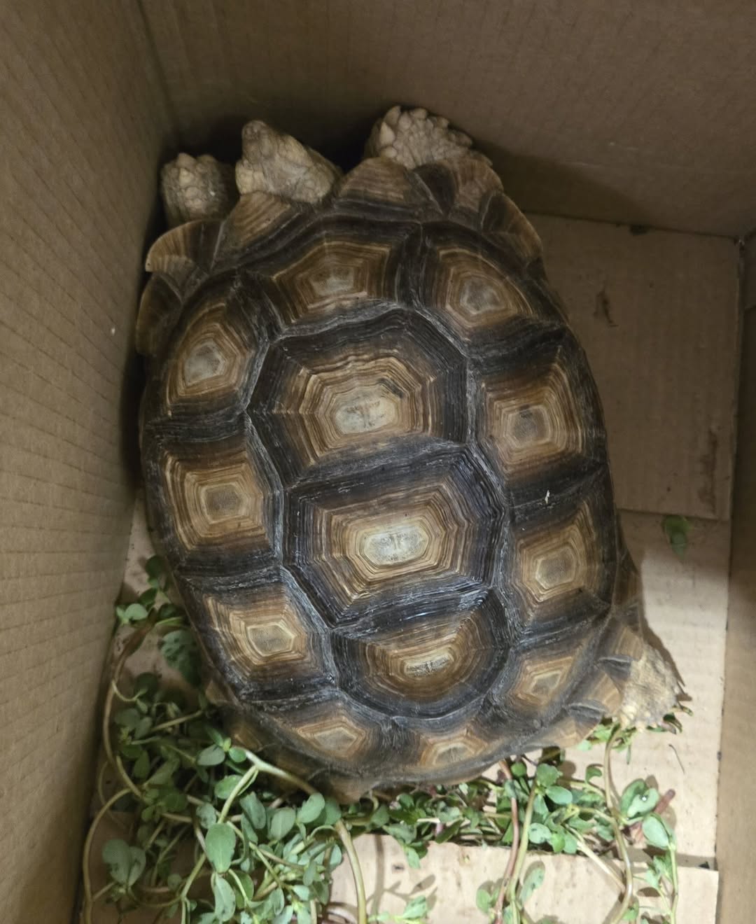 Found tortoise