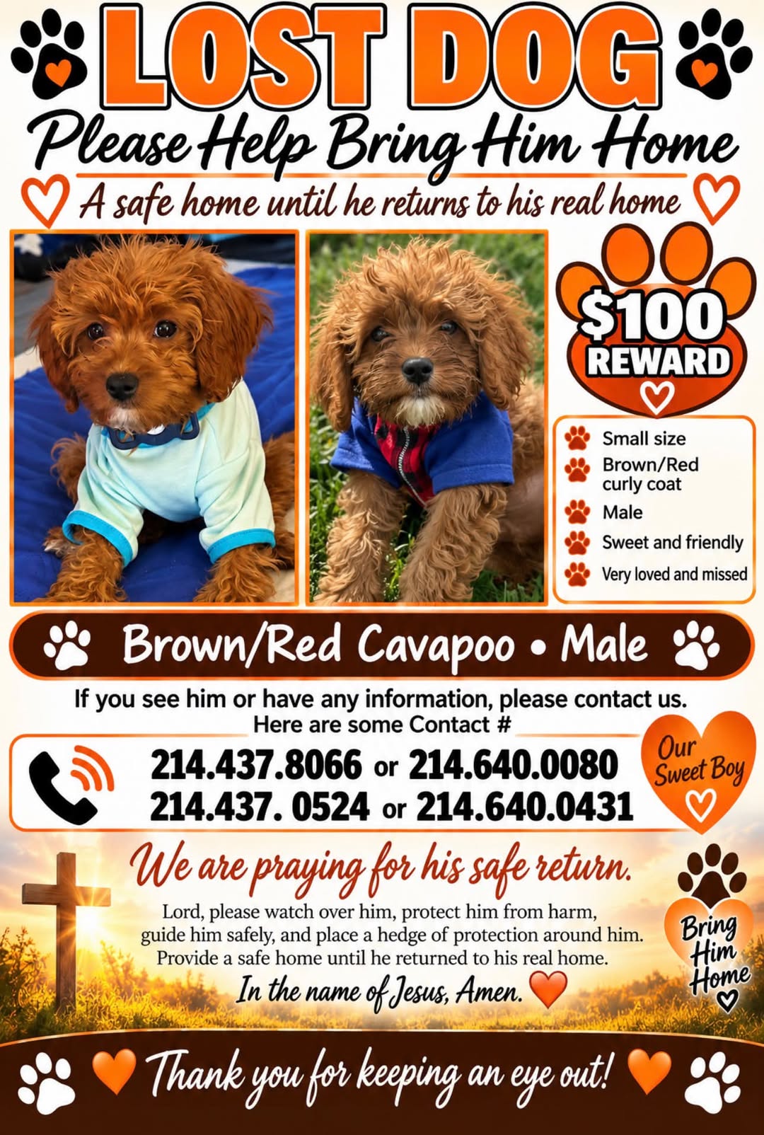 Lost dog