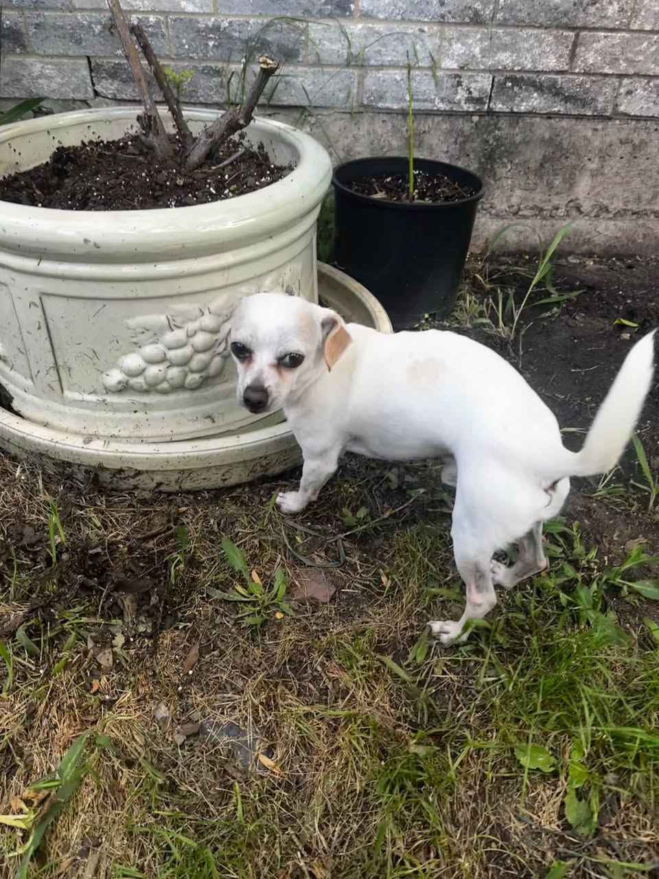 Found Dog in Grand Prairie