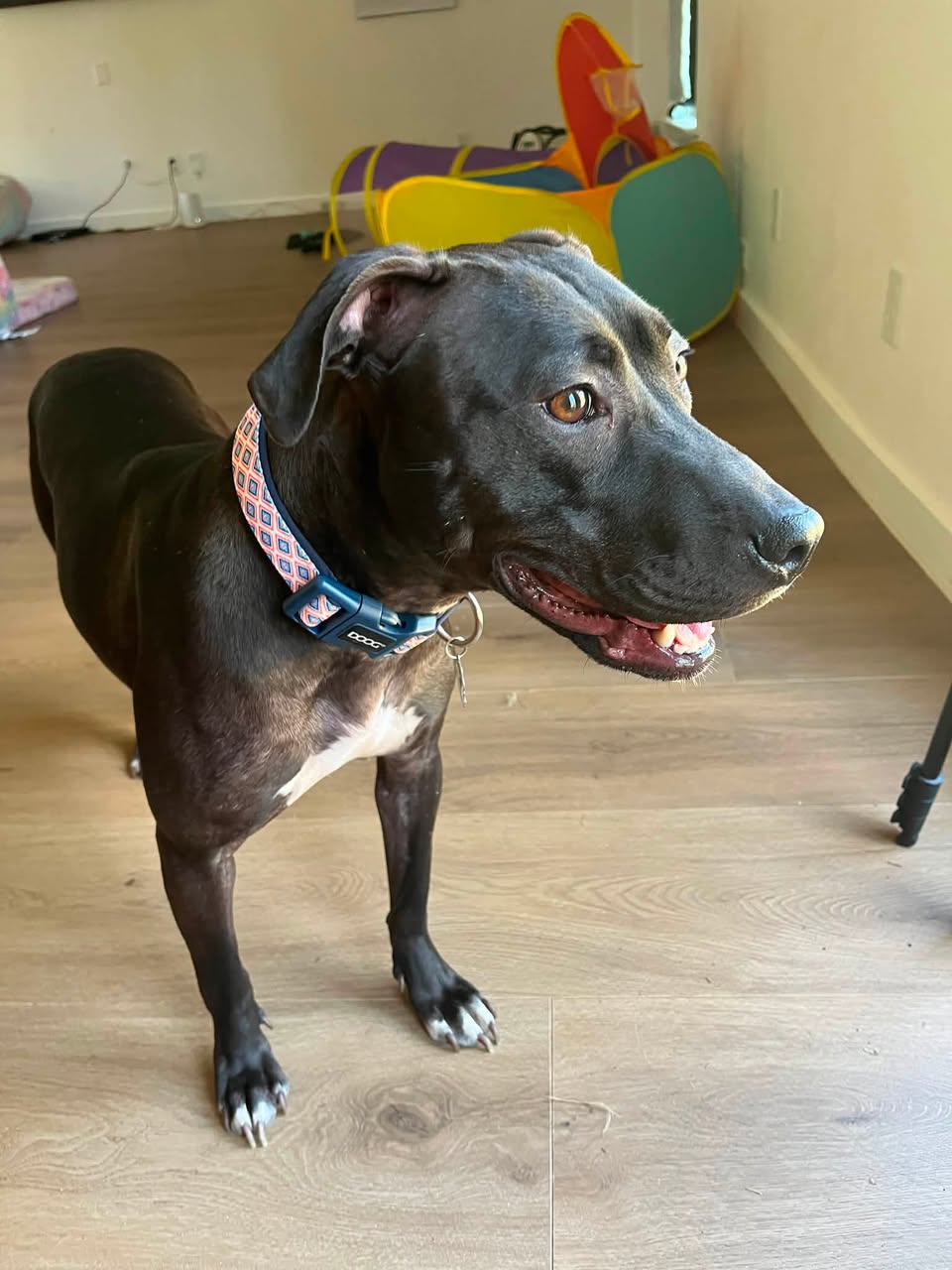 Lost dog