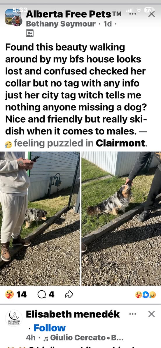 Found dog