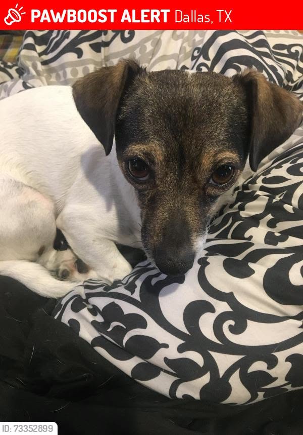 Lost Dog in Dallas
