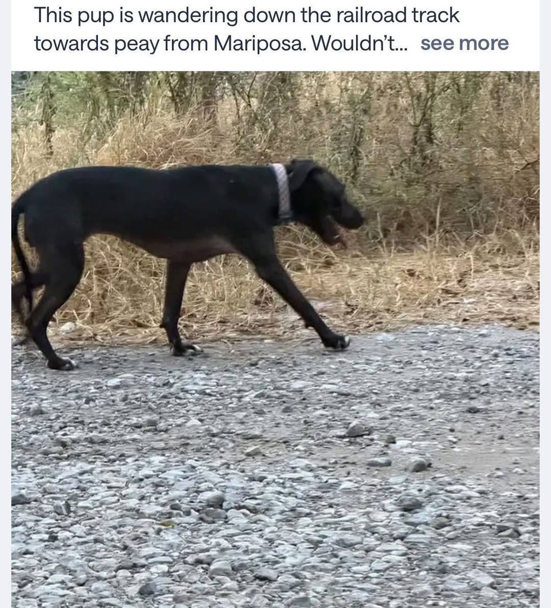 Lost Dog in Dallas