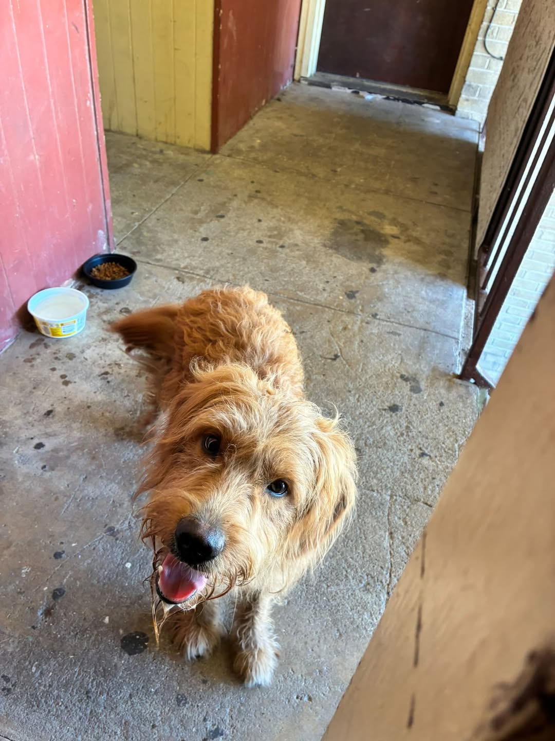 Found dog