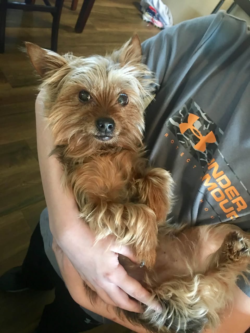 Lost dog
