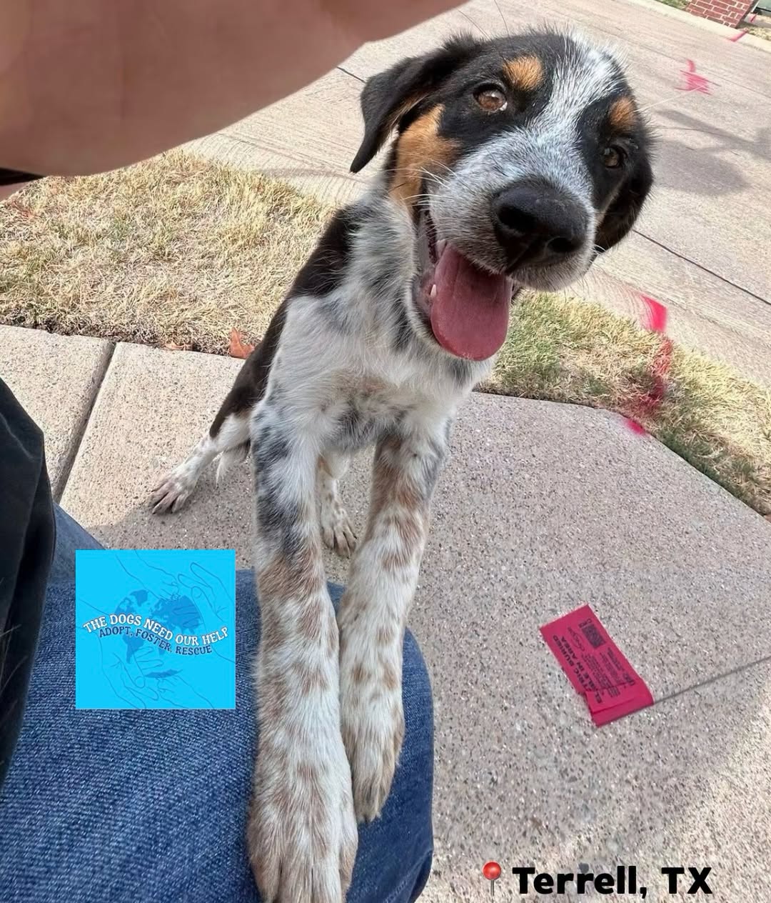 Found Dog in Terrell