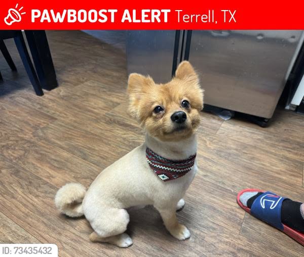 Lost Dog in Terrell